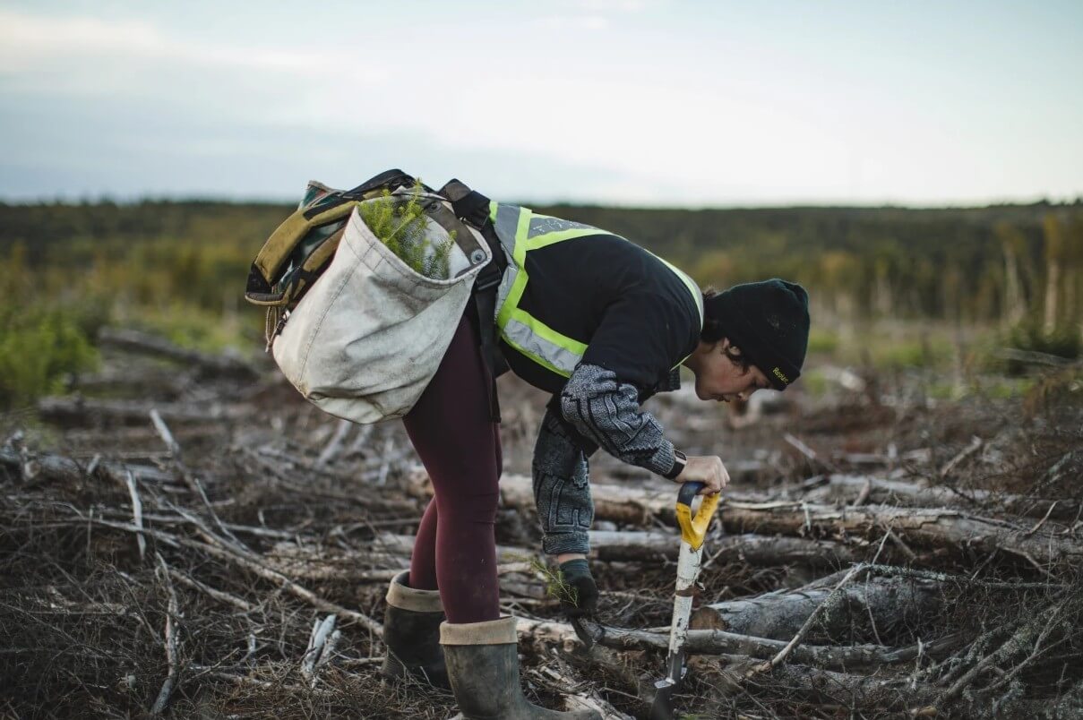 Tree planting in progress at one of the Evertreen reforestation sites.